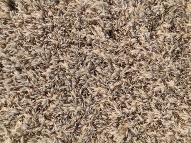 Altın mısır tarlası dokusunun en üst görüntüsü.