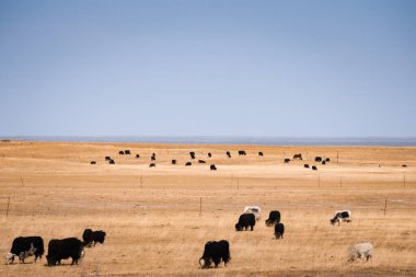 Otlayan inekler tarlada