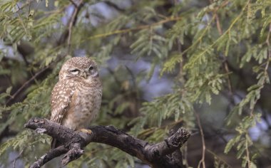 Bir ağaç dalında oturan güzel bir baykuşun yakın çekimi.