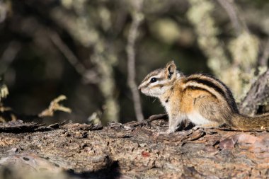 Tumbler Ridge, BC 'deki bir sahada bir sincabın yakın çekimi.