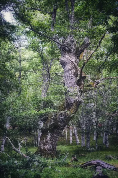 Vertikální Záběr Fascinující Krajiny Lese Svěžími Zelenými Stromy — Stock fotografie