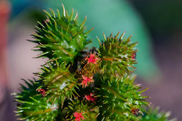 Крупный План Зеленого Сочного Растения Шипами — стоковое фото