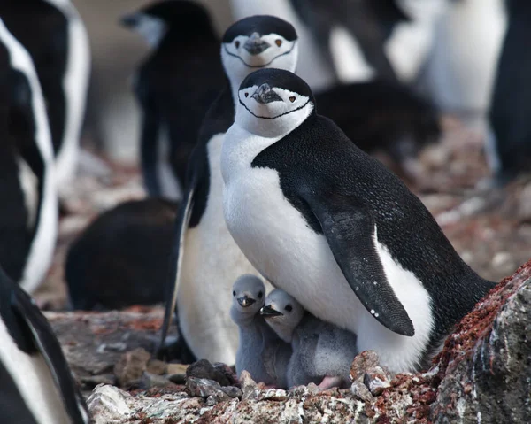 Eine Nahaufnahme Von Chinstrap Penguins Mit Küken — Stockfoto