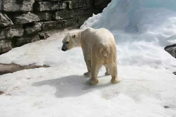 一只北极熊站在动物园里冰冷的地面上 — 图库照片