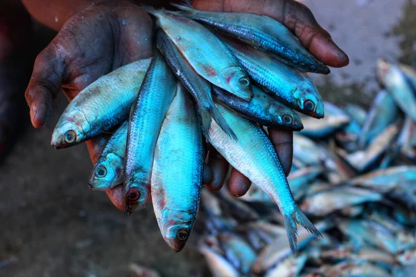 Fisherman Hands Holding Freshly Caught Fish — Stock Photo, Image
