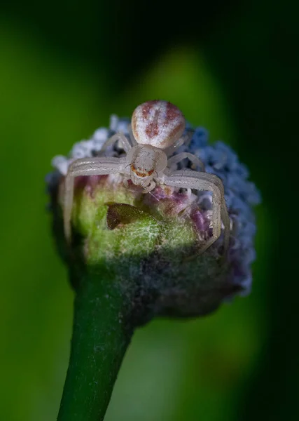 Vertical Closeup Shot Gray Spider Flower Bud — Stock Photo, Image