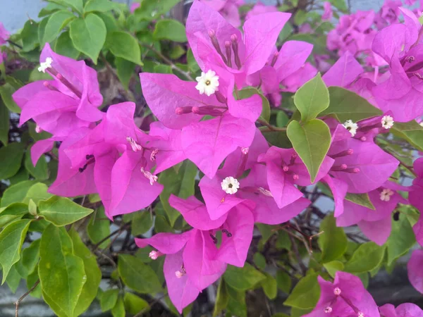 Bougainvillea Являются Популярными Комнатными Растениями Форма Маленькое Дерево Которое Трудно — стоковое фото