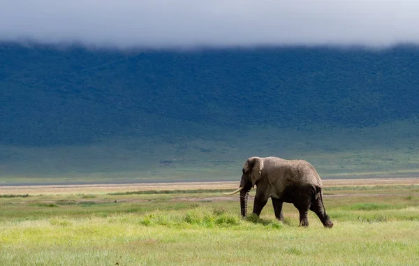 Ένας Ενήλικος Αφρικανικός Ελέφαντας Ένα Πράσινο Λιβάδι Στο Εθνικό Πάρκο — Φωτογραφία Αρχείου