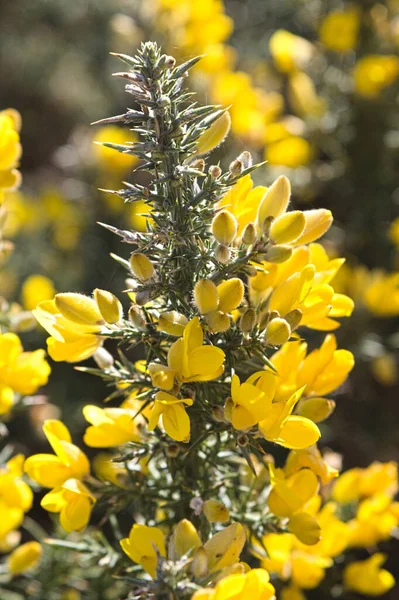 Een Verticaal Schot Van Gele Gorses Florerend Tuin — Stockfoto