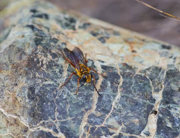一只黄蜂在石头上的特写 — 图库照片
