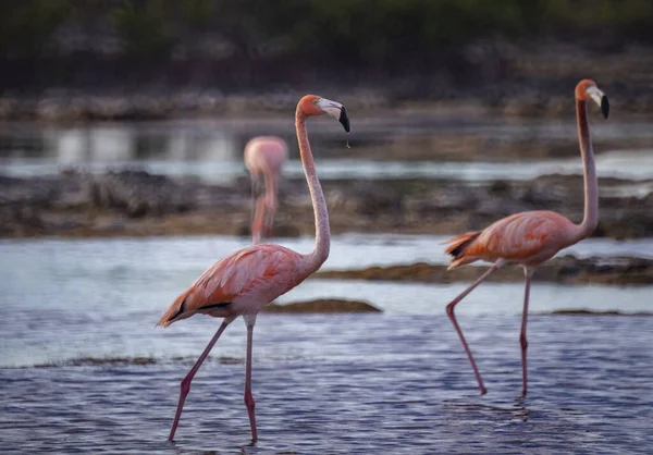 Eine Schar Schöner Flamingos Steht Wasser — Stockfoto