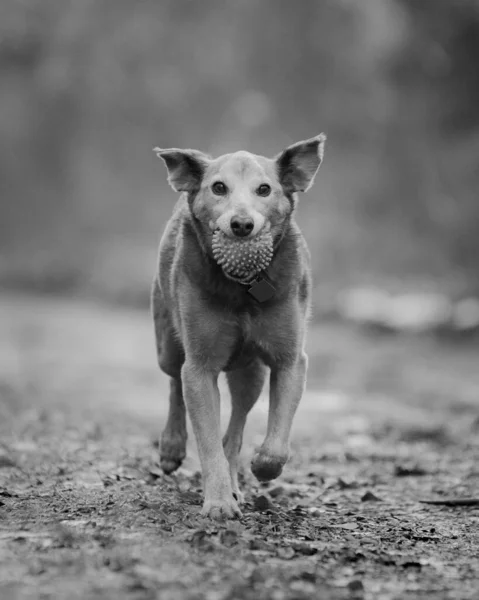 Lavvandet Fokus Gråskala Skud Aspin Hund Parken Med Bold Munden - Stock-foto