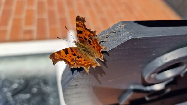 Een Close Van Een Oranje Gevlekte Vlinder Landde Houten Tuinpoort — Stockfoto