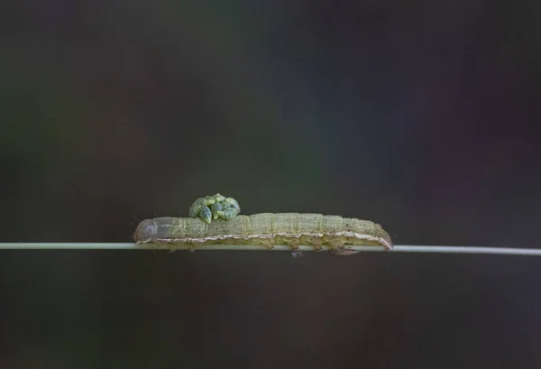 Primer Plano Una Oruga Con Larvas Avispa —  Fotos de Stock