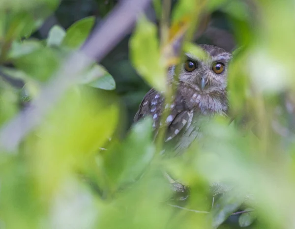 Tiro Perto Coruja Boreal Visto Através Folhas Árvore — Fotografia de Stock