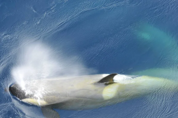 Tiro Ângulo Alto Uma Orca Nadando Que Respira Oceano — Fotografia de Stock