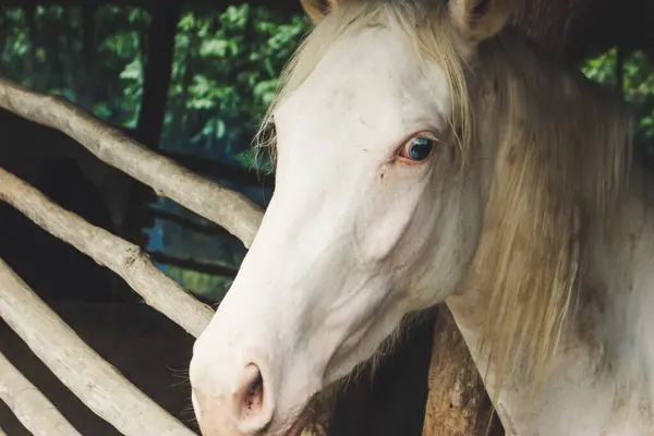 Eine Nahaufnahme Porträt Eines American Quarter Horse Kopf Der Garde — Stockfoto