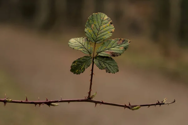 Nahaufnahme Von Fünf Blättern Auf Einem Einzigen Ast Wald Mit — Stockfoto