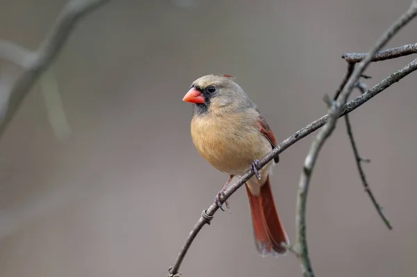 Hombre Cardenal Del Norte Cardinalis Cardinalis Encaramado Una Rama Con — Foto de Stock