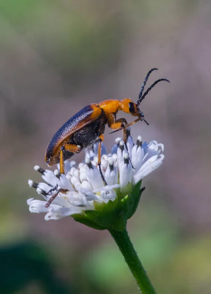 白花上水泡甲虫的一个垂直特写镜头 — 图库照片