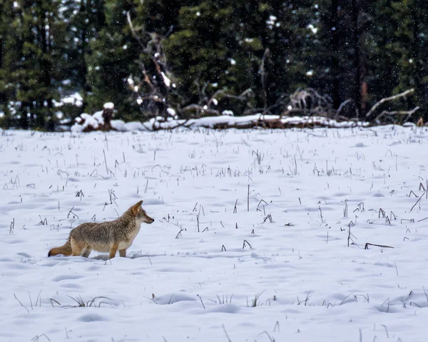 Coyote Dans Champ Enneigé Parc National Yellowstone Wyoming États Unis — Photo