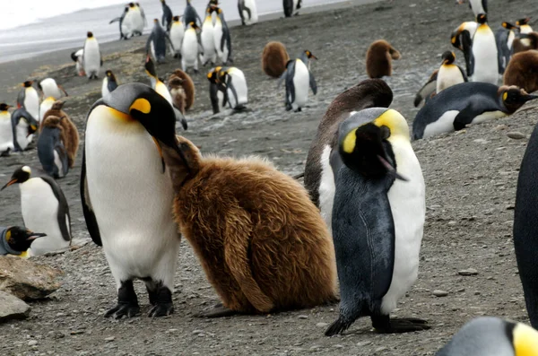 Kejsare Penguin Par Selektivt Fokus Med Andra Pingviner Stranden — Stockfoto