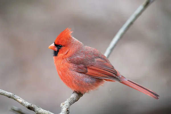 北部男性红衣主教 Cardinalis Cardinalis 栖息在树枝上 背脊清晰 — 图库照片