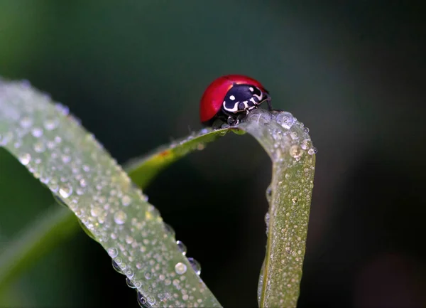 湿淋淋的草叶上的瓢虫特写镜头 — 图库照片