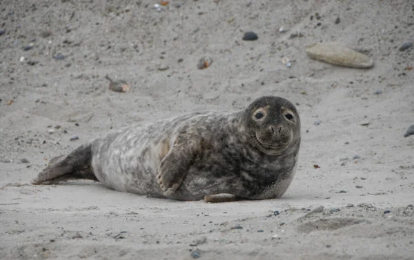 Harbor Seal Phoca Vitulina Helgoland Germany — Stock Photo, Image