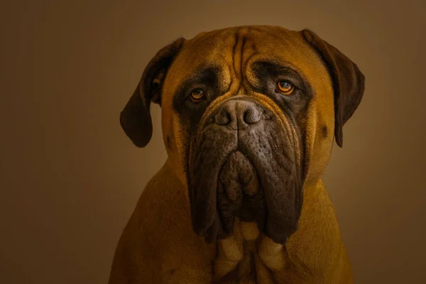 Piękny Portret Bullmastiffa Odizolowanego Jasnobrązowym Tle — Zdjęcie stockowe