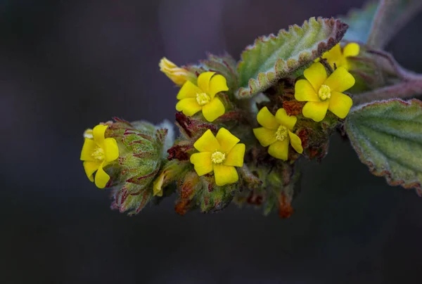 Ein Flacher Fokus Von Waltheria Indica Blütenblumen Mit Unscharfem Dunklen — Stockfoto