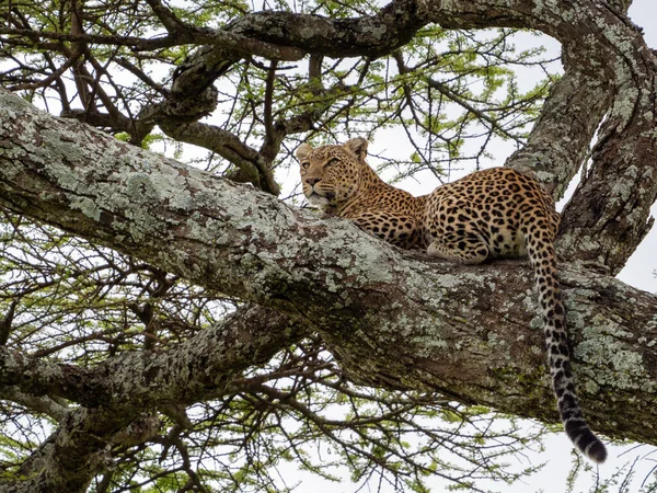 Egy Leopárd Fekszik Egy Hatalmas Ágon Serengeti Nemzeti Parkban Tanzániában — Stock Fotó