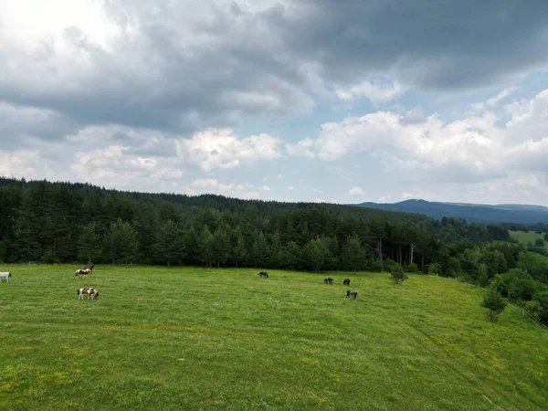 Een Vogelperspectief Van Paarden Grazend Een Weiland Tegen Groene Bomen — Stockfoto