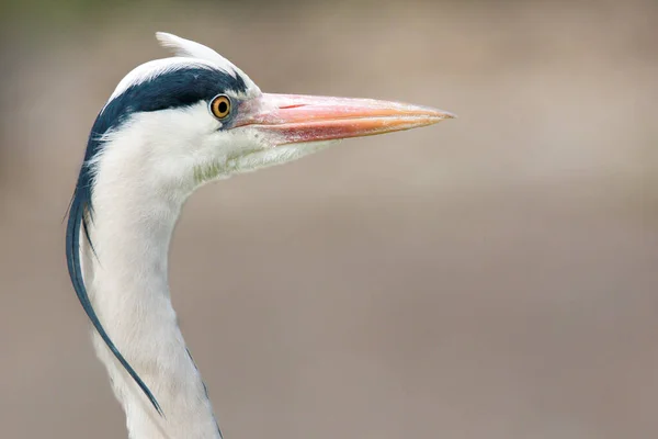 Ein Nahaufnahme Porträt Eines Graureihers Auf Verschwommenem Hintergrund — Stockfoto