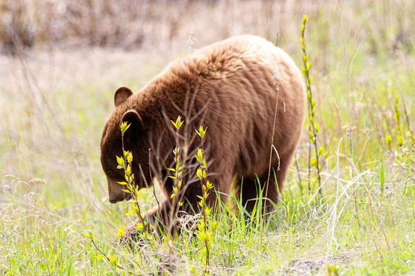 Brown Bear Аляскинському Шосе — стокове фото