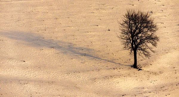 Top View Tree Desert — Stock Photo, Image