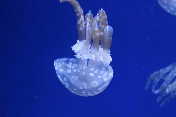 Крупный План Медузы Голубой Воде — стоковое фото