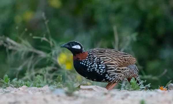 Eine Selektive Fokusaufnahme Des Schwarzen Francolin Vogels Auf Dem Boden — Stockfoto