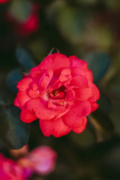 Ytlig Fokusbild Blommig Röd Japansk Kamelia Med Suddig Grön Bakgrund — Stockfoto