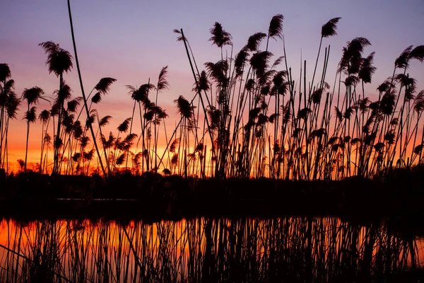 夕暮れ時の水面に映る葦のシルエット — ストック写真