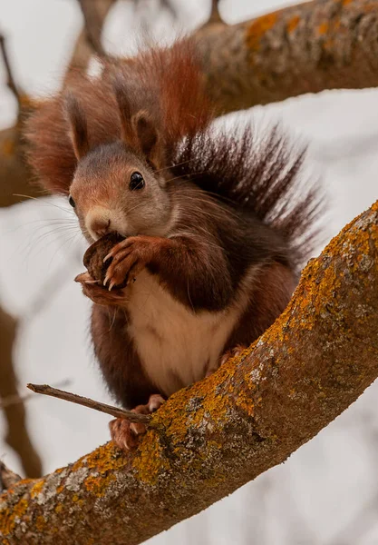 Close Esquilo Adorável Comendo Noz Sentado Ramo Árvore Musgosa — Fotografia de Stock