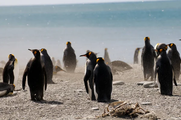 企鹅皇帝在海滩上散步的镜头 — 图库照片