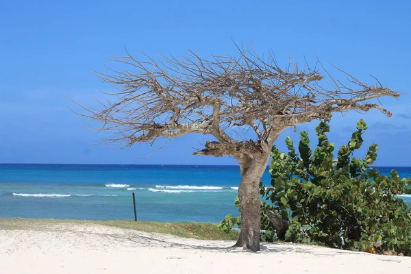 Ένα Μαραμένο Δέντρο Δίπλα Ένα Πράσινο Θάμνο Στην Παραλία Φόντο — Φωτογραφία Αρχείου