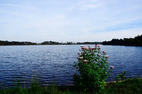 Bela Vista Lago Azul Kalmthout Bélgica — Fotografia de Stock
