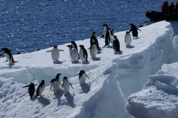 Emperor Penguin Rookery Slanting Ice Floe — Stock Photo, Image