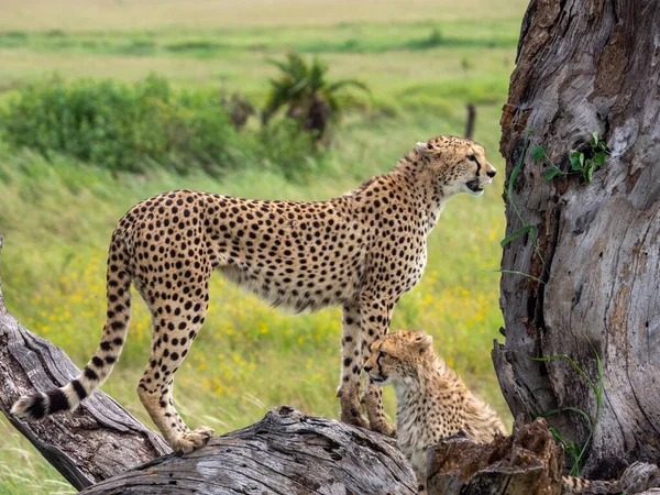 坦桑尼亚塞伦盖蒂国家公园 两只猎豹绕着一棵树寻找猎物 — 图库照片