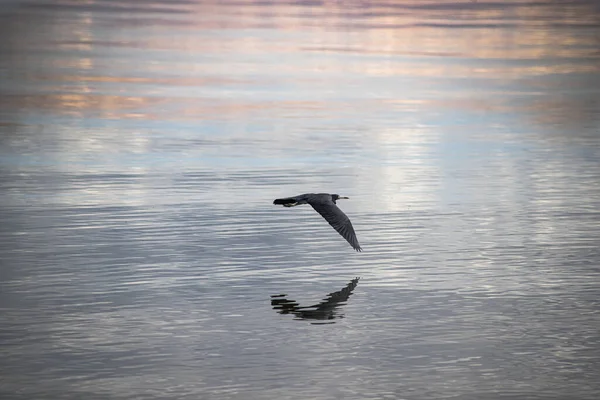 Uma Bela Foto Grande Corvo Marinho Voo Sobre Lago Cênico — Fotografia de Stock