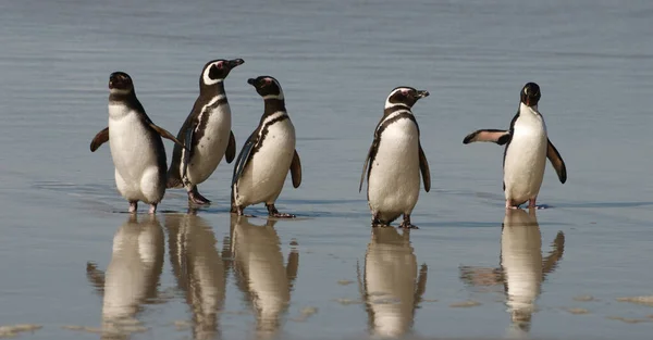 Снимок Пингвинов Магелланов Гуляющих Пляжу — стоковое фото