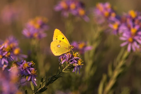 A Colias croceus, clouded yellow butterfly on a Aster amellus