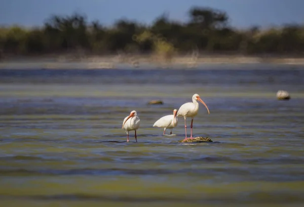 Прекрасный Снимок Группы Белых Птиц Ибис Отражающей Воде Солнечный День — стоковое фото